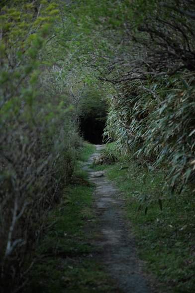 A secluded dirt path meanders through lush greenery, flanked by overgrown bushes, leading into a dark, shaded area ahead.