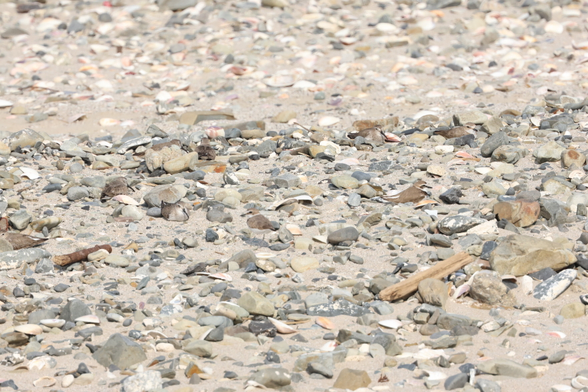 たくさんのシギ・チドリが砂利で休んでいる写真