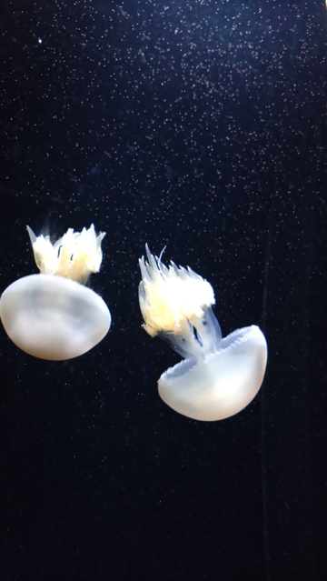 名前を忘れたクラゲ。マッシュルームのようなフォルム。