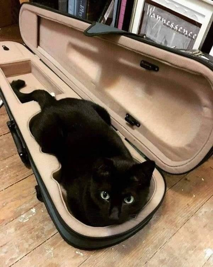 Photo of a black cat loafing inside of an open violin case. If not for kitty, then why kitty sized?